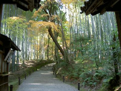 地蔵院（もみじ狩り）