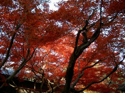 厭離庵（もみじ狩り）