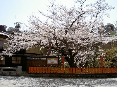 祇園白川（2007年お花見）