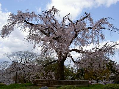 円山公園（2007年お花見）