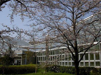京都府立植物園（2007年お花見）