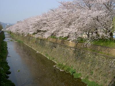 天神川の桜と西京極総合運動公園
