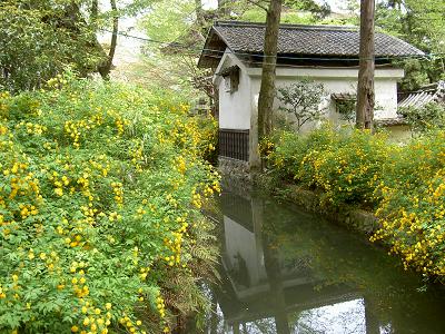 松尾大社の山吹