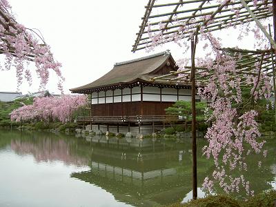 平安神宮（お花見）