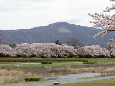 京都おすすめ無料桜スポット10選
