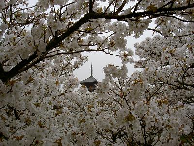 仁和寺（お花見）