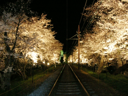オススメ！京都夜桜ライトアップ10箇所