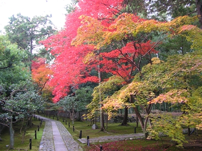 鹿王院（2009年もみじ狩り）