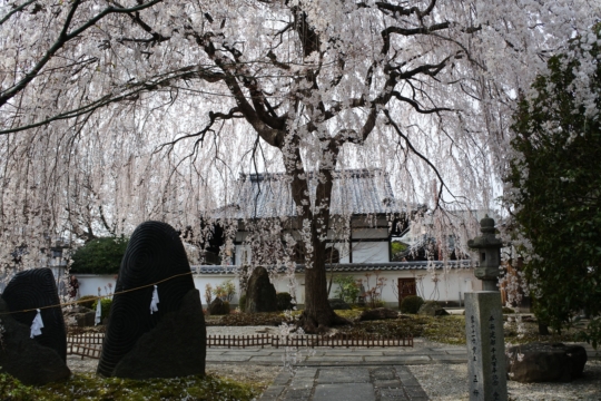 平成28（2016）年3月30日本満寺・京都御苑・六角堂の桜状況