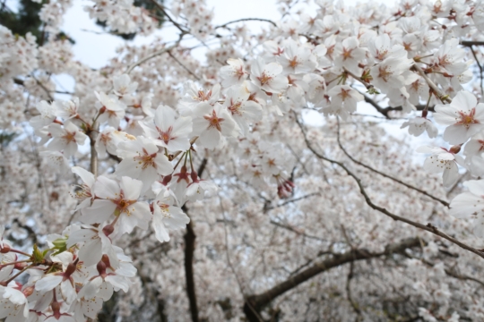 近衛の糸桜
