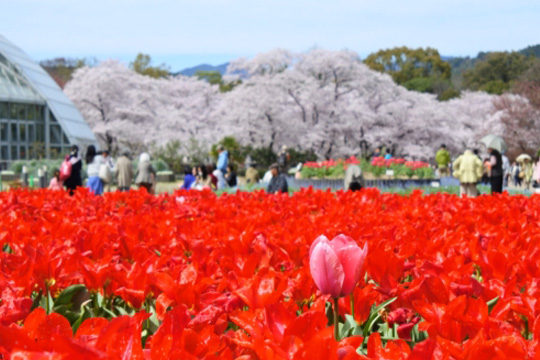 京都府立植物園