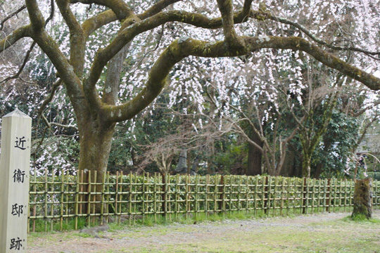 近衛の糸桜
