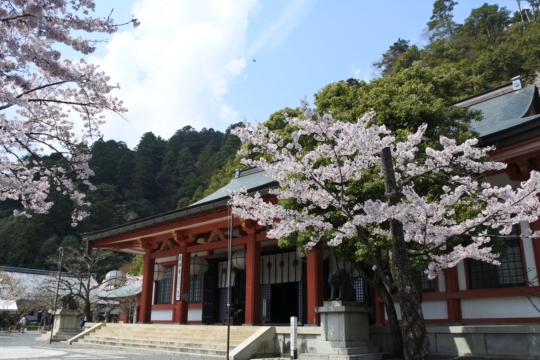 叡電1日フリーきっぷで桜の名所めぐり