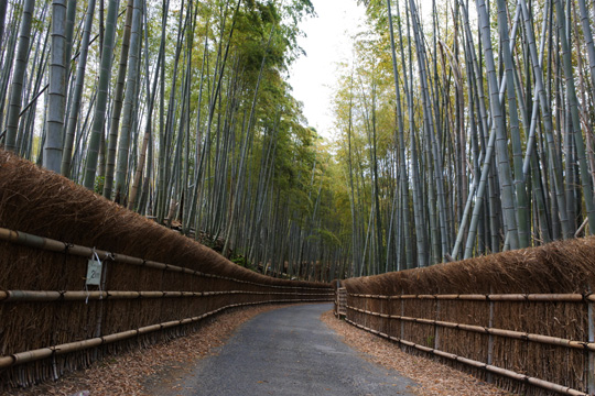 京都の竹林写真をキレイに撮る