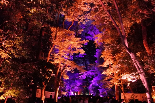 下鴨神社糺の森の光の祭
