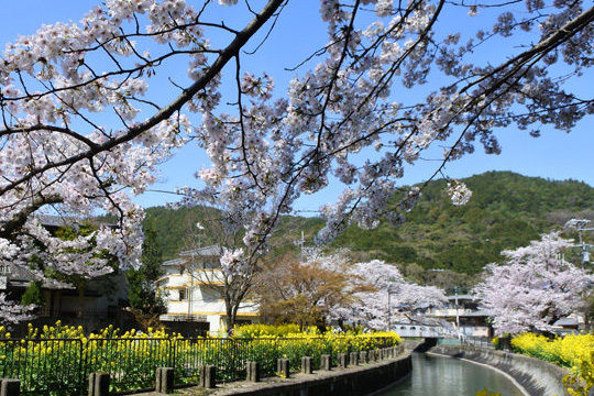 山科疏水桜と菜の花