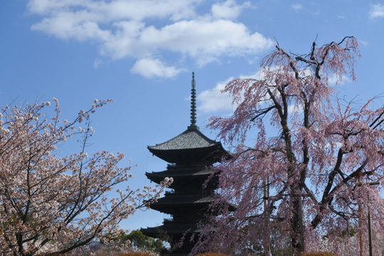 東寺五重塔と不二桜