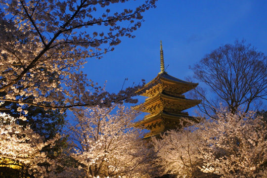 東寺五重塔と桜のライトアップ