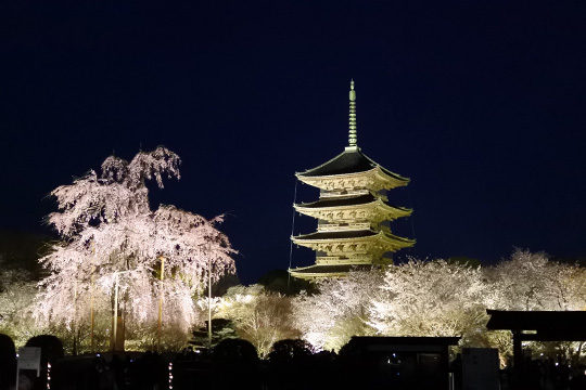 東寺五重塔と桜のライトアップ