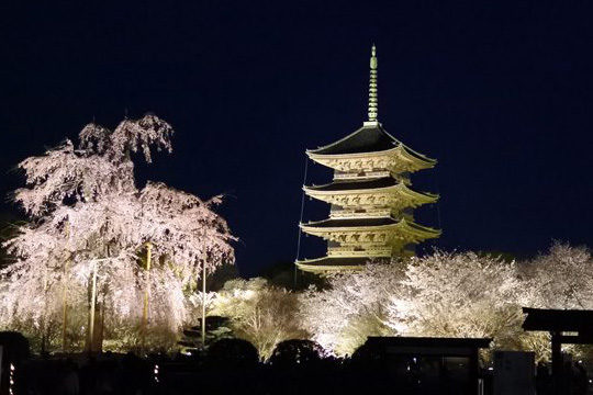 東寺ライトアップ