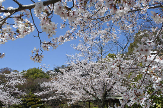 アサヒビール大山崎山荘美術館の桜