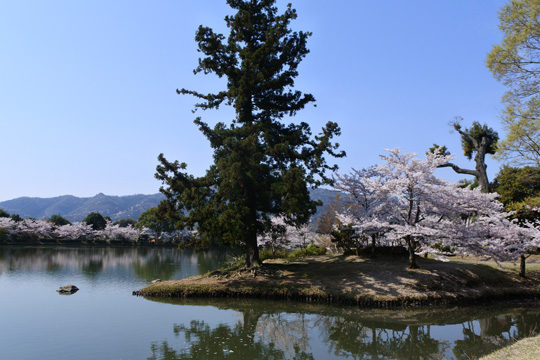 大覚寺大沢池の桜