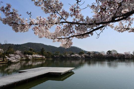 大覚寺大沢池満開の桜