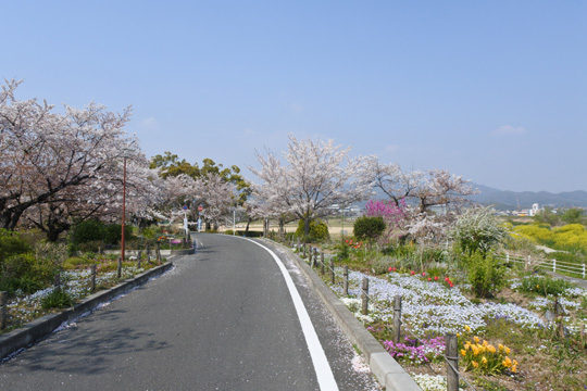 桂川西岸の桜