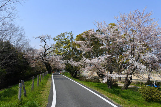 桂川西岸の桜