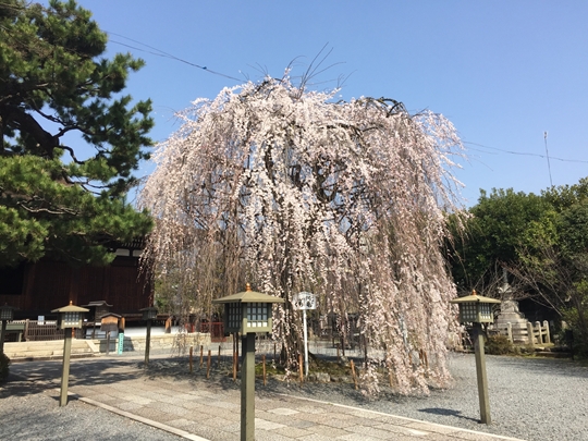 阿亀桜