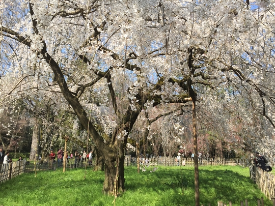 近衛の糸桜
