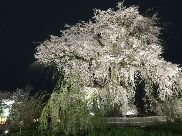 祇園の夜桜