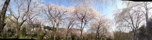 佐野籐右衛門邸の桜