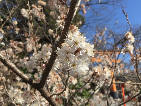 平野神社の桃桜