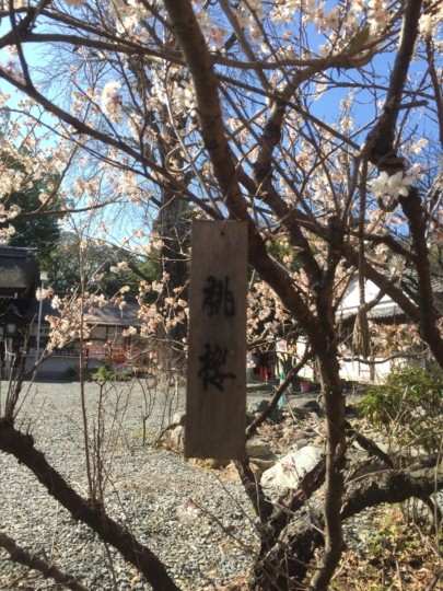平野神社の桃桜