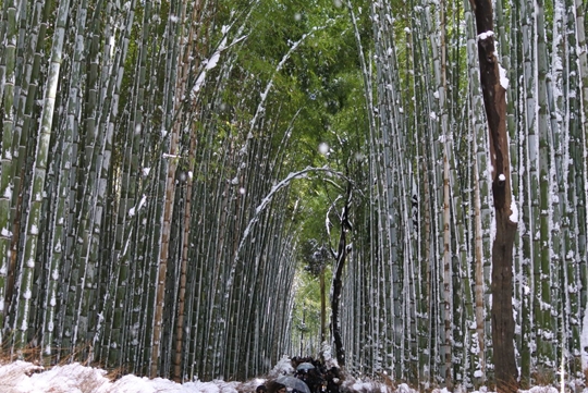 雪のついた竹林