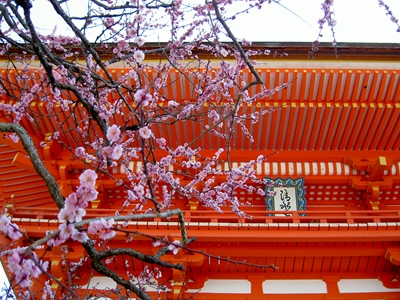 清水寺（2011年お花見）