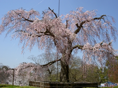 円山公園（2011年お花見）