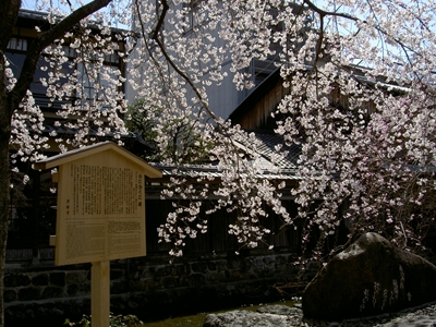 祇園白川（2011年お花見）
