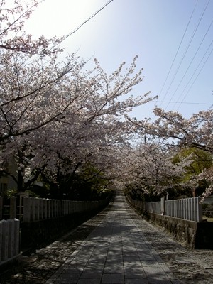 向日神社（2011年お花見）