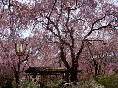 原谷苑（2011年お花見）