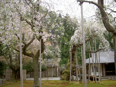 常照皇寺（2011年お花見）
