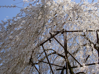 大報恩寺(2010年お花見)