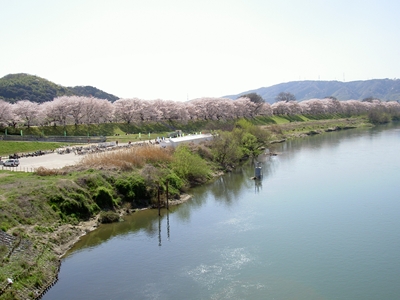 淀川河川公園背割堤（2010年お花見）