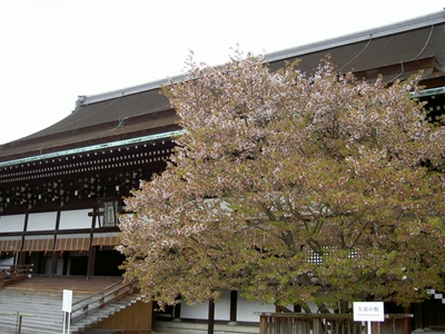 紫宸殿前の「左近の桜」