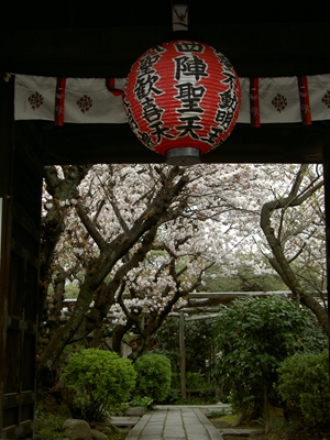 雨宝院（2010年お花見）