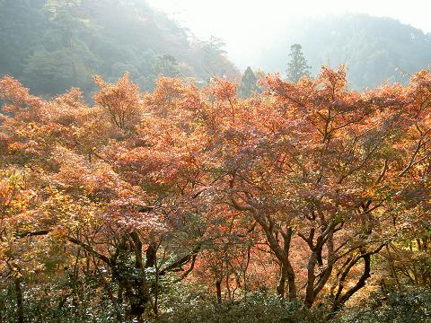 高山寺（もみじ狩り）