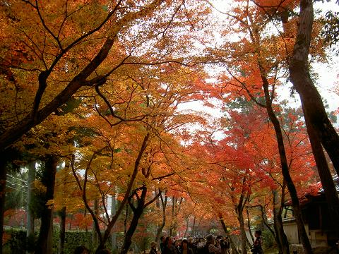 宝厳院（もみじ狩り）