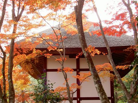 常寂光寺（もみじ狩り）