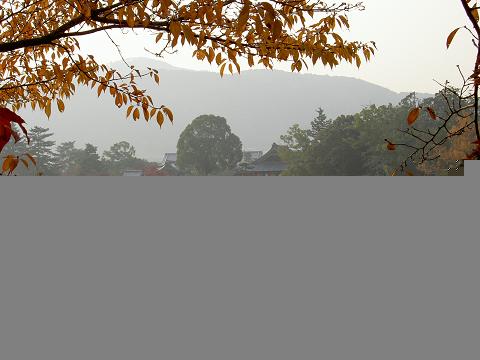 大沢池（もみじ狩り）